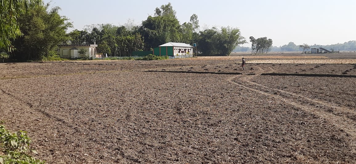 গত বছরের লোকসান কাটিয়ে ঘুরে দাঁড়ানোর চেষ্টায় আলু চাষে ব্যস্ত ঠাকুরগাঁওয়ের কৃষকরা